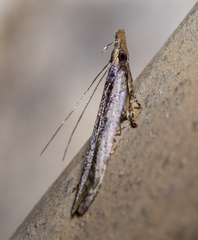 Dichomeris ligulella