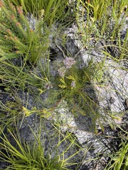 Serruria rubricaulis