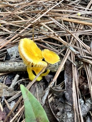 Cantharellus minor