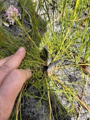 Serruria rubricaulis