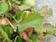 Geum montanum