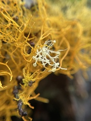 Teloschistes flavicans