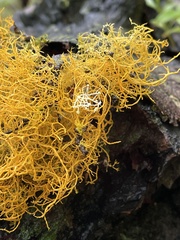Teloschistes flavicans
