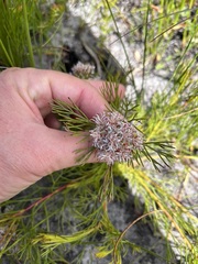 Serruria rubricaulis