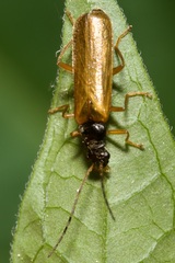 Rhagonycha lignosa