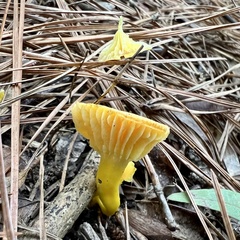Cantharellus minor