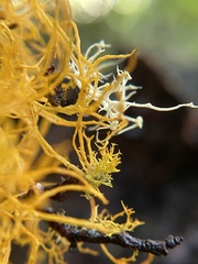 Teloschistes flavicans
