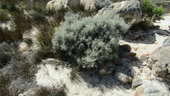 Seriphium plumosum