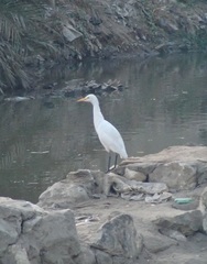 Bubulcus ibis