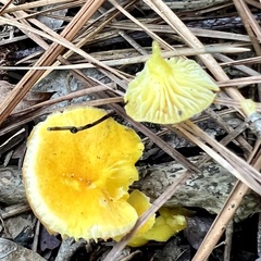Cantharellus minor