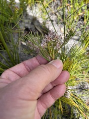 Serruria rubricaulis