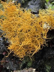 Teloschistes flavicans