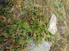 Geum montanum