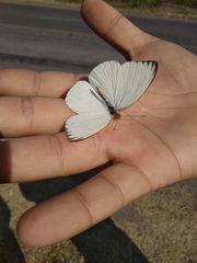 Ascia monuste monuste