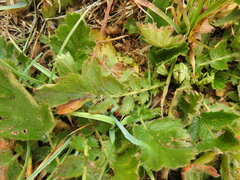 Geum montanum