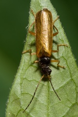 Rhagonycha lignosa