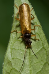 Rhagonycha lignosa