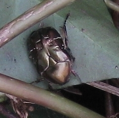 Protaetia cuprea bourgini