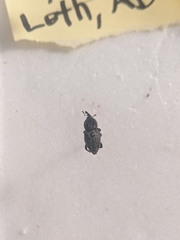 Sphenophorus cicatristriatus