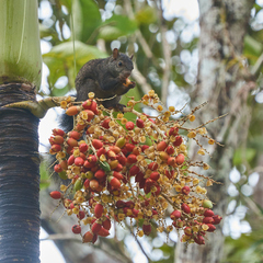 Sciurus yucatanensis