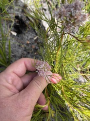 Serruria rubricaulis