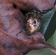 Protaetia cuprea bourgini