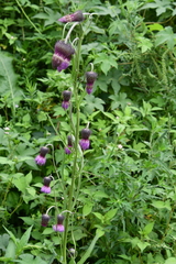 Cirsium pendulum