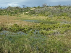 Tomopterna delalandii