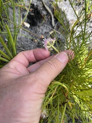 Serruria rubricaulis