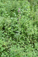 Cirsium pendulum