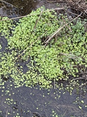 Dichondra carolinensis