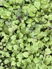Dichondra carolinensis