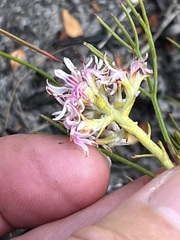 Serruria rubricaulis