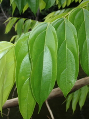 Goupia glabra