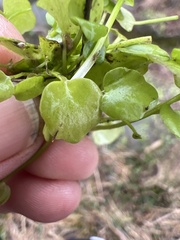 Dichondra carolinensis