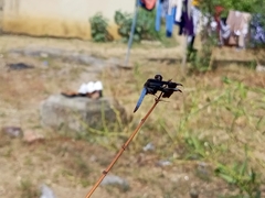 Palpopleura portia