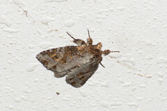 Disphragis tharis