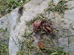 Bassariscus