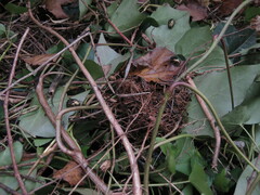 Protaetia cuprea bourgini