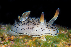 Acanthodoris rhodoceras