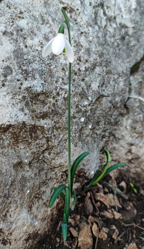 Snowdrop (Galanthus peshmenii)