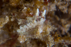 Okenia angelensis