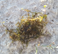 Utricularia australis