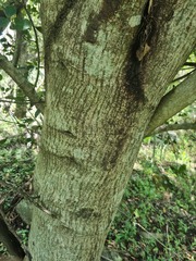 Olea capensis enervis