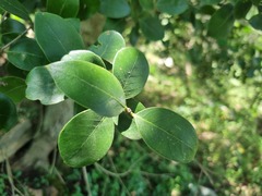 Olea capensis enervis