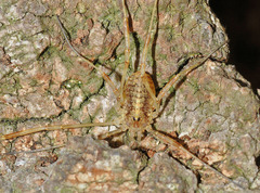 Paroligolophus agrestis