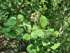 Maytenus undata