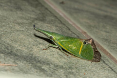 Odontoptera carrenoi