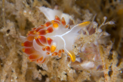 Coryphella trilineata