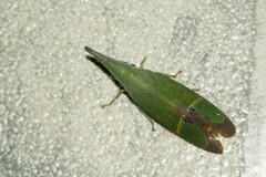 Odontoptera carrenoi